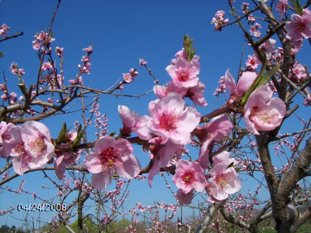Wickham's Fruit Farm