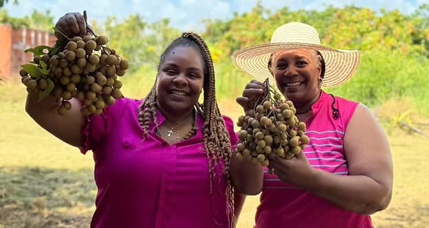 1866 Longans | U-Pick Farms