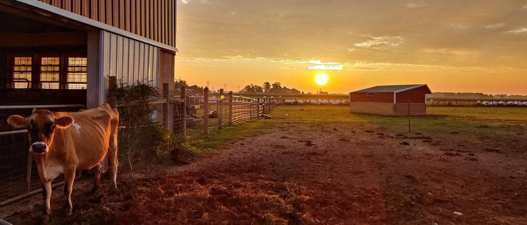 Patyk's Farm Market & Greenhouse