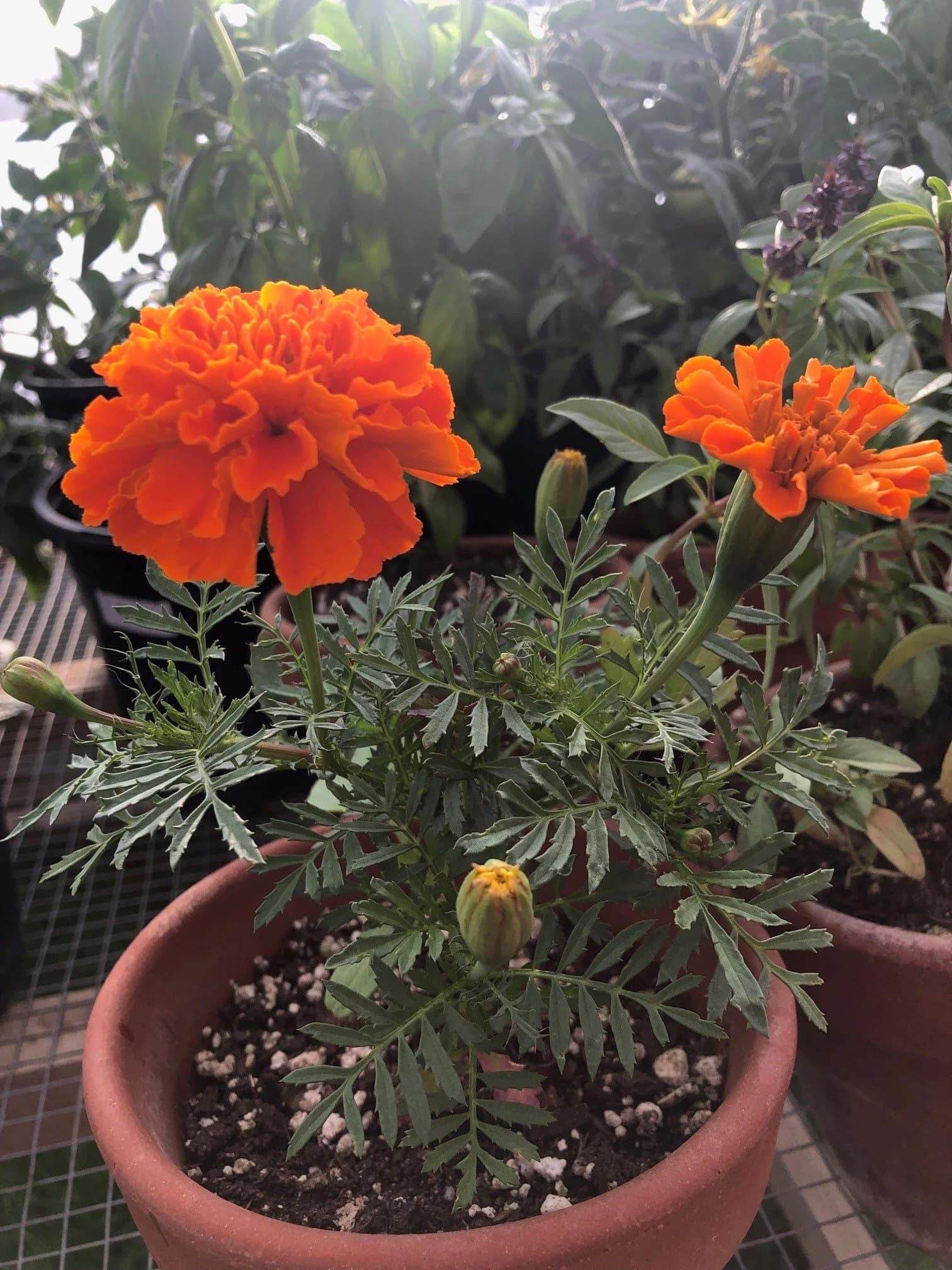 Well Rooted Produce & U-Pick