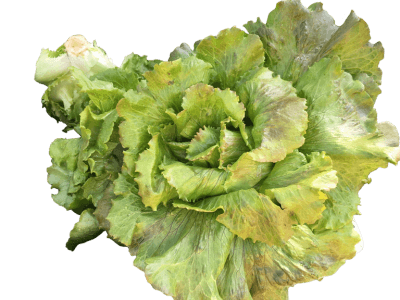 York Fresh Food Farms