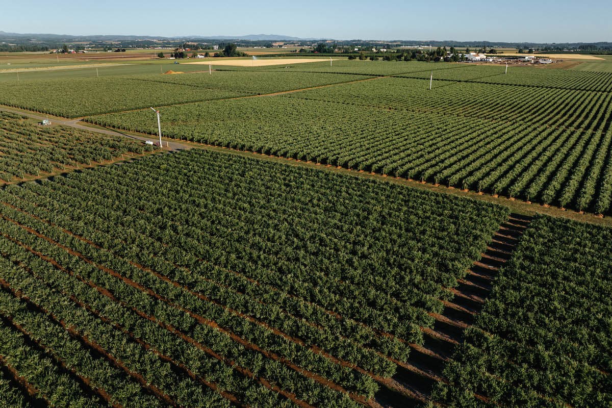 Oregon Blueberry Farm