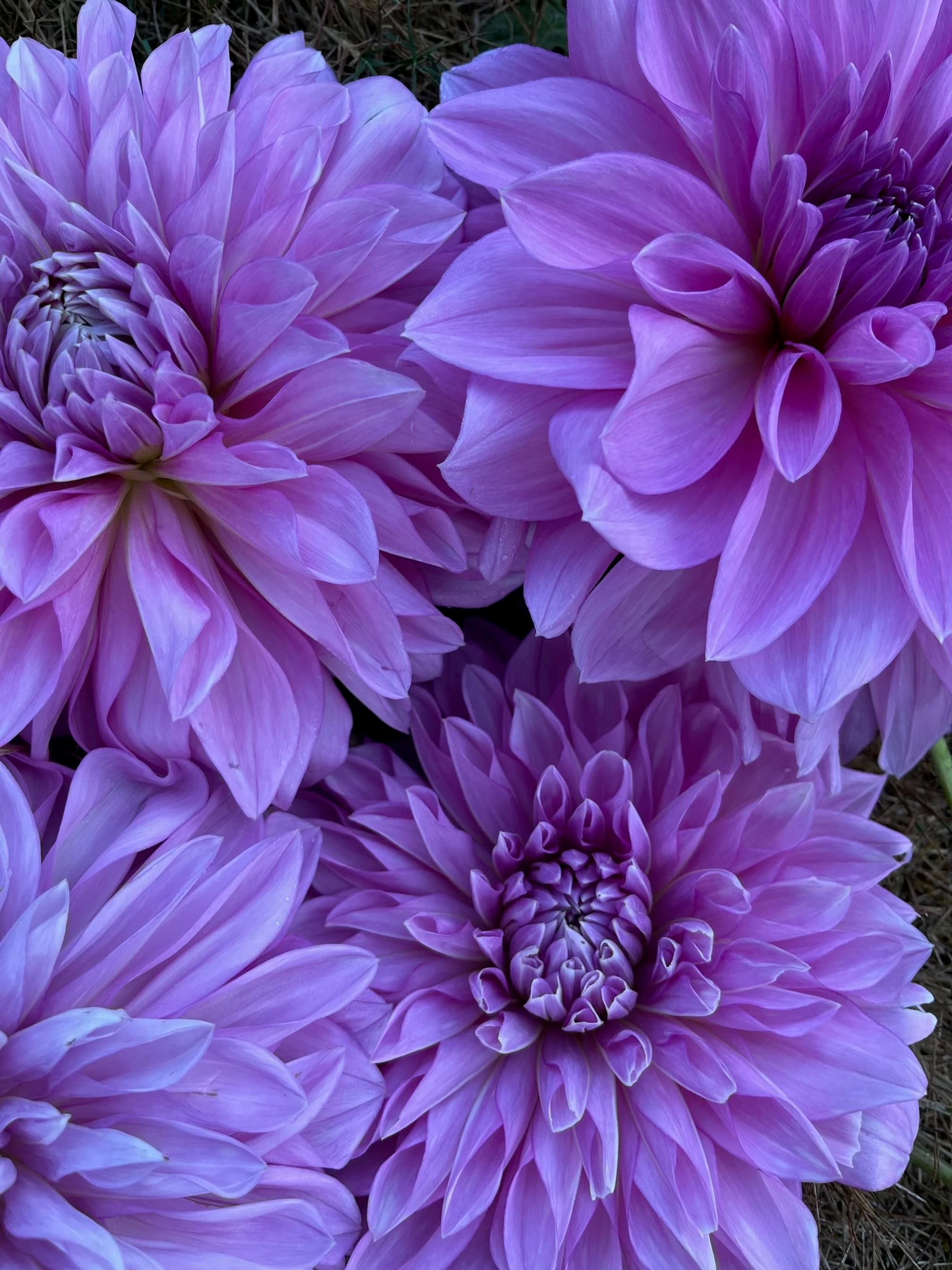 Cedar Flats Flower Farm