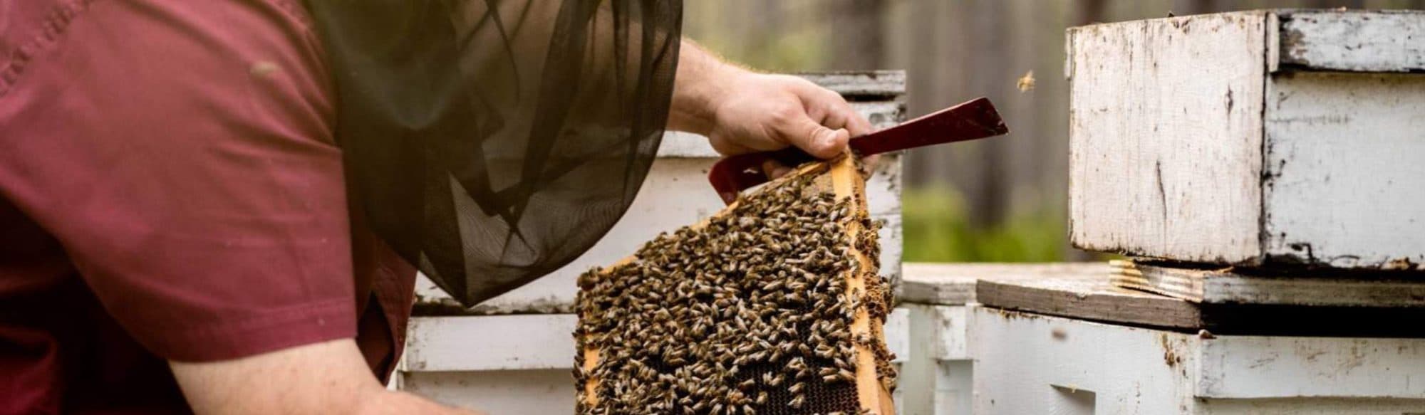 Bee Wild Raw Honey. Raw & Unfiltered Honey.