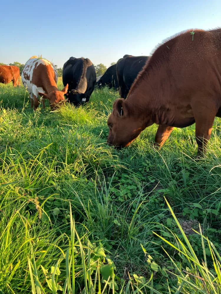 Ozark Pasture Beef